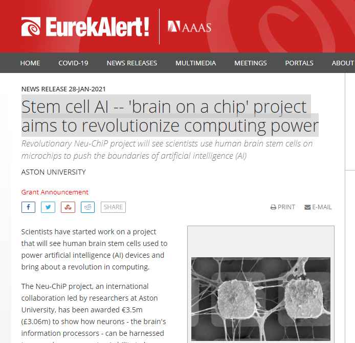 Picture for Stem cell AI - 'brain on a chip' project aims to revolutionize computing power